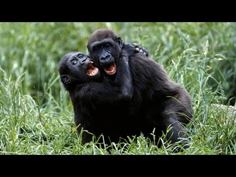 Funny Gorillas  [Fun with Animals]