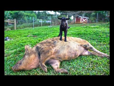 Animals Doing Cute & Funny Things at Leilani Farm Sanctuary