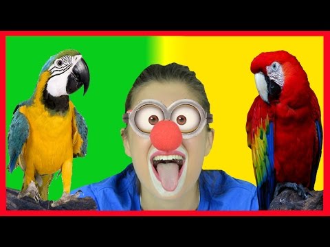 Wild Animals Names and Sounds for kids | Funny Clown Parrots Macaw Cockatoo Africa Zoo animals #9