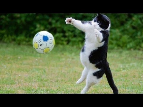 TRY NOT TO LAUGH OR GRIN – Funny Cat Fails Compilation 2016