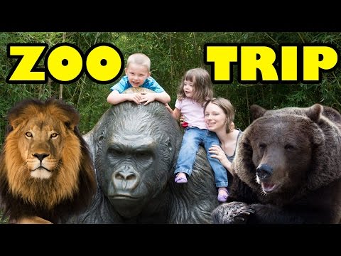 Zoo Animals – Cute Animals – Funny Animals – An Amazing Zoo Trip