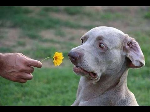 TRY NOT TO LAUGH – Funny dog compilation