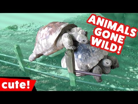 Funniest Animals Gone Wild Humping Compilation | Kyoot Animals