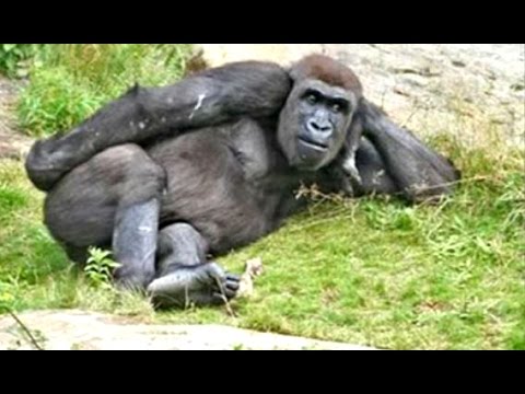 Funny Videos Of Funny Animals – Try Not To Laugh Challenge 2016