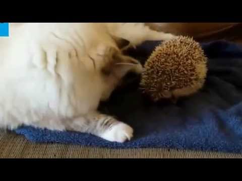 1 Hour of top funny Animals Compilation 2014