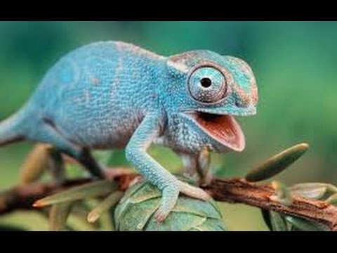 Funny Animals Compilation 2016 | Best Funny Animal Fails and Cute – Try Not To Laugh