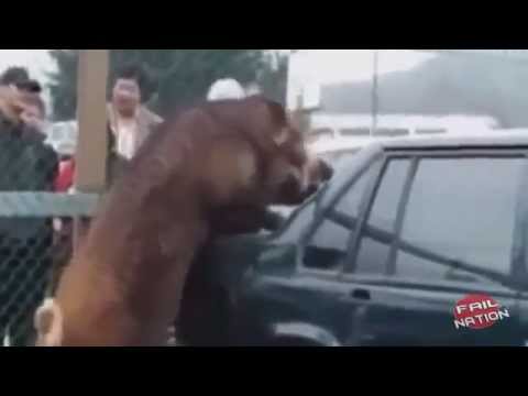 amazing … when animals attack   .. funny