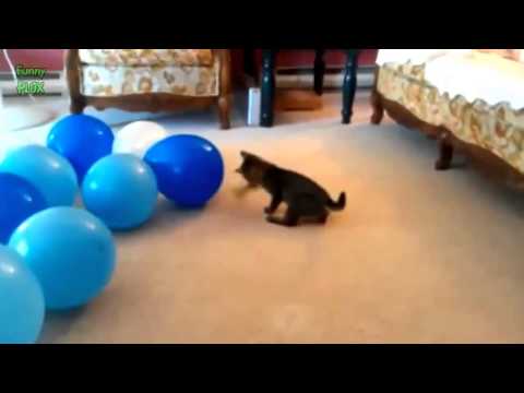 Funny Cats vs Balloons Compilation 2014