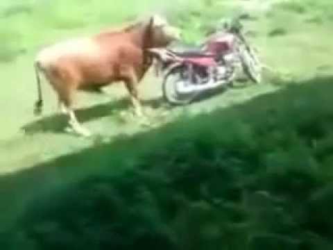 Watch as cow gets jiggy with a motorcycle | Funny farm animals