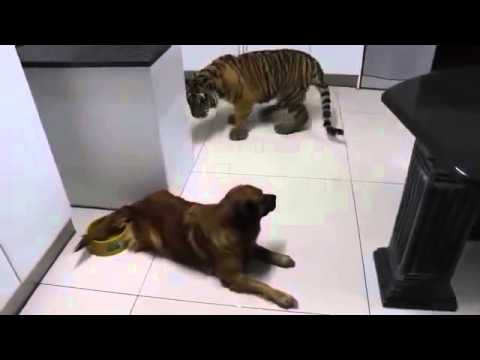 Funny Videos Dog shows tiger who’s the boss!