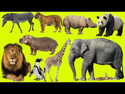 Kids at the Zoo | Animals at the Zoo | Learn Safari Wild ZOO Animals Names – Handplaytv Learn