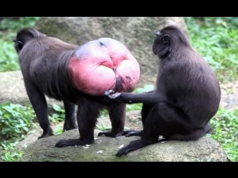Funny Monkeys are The Best – Try NOT To Laugh Challenge – Funny Animals Compilation