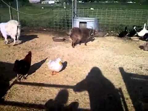 Funny Farm Animals