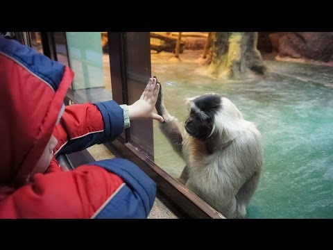 Funny Monkeys At The Zoo / Part 7