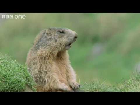 Funny Talking Animals – Walk On The Wild Side Preview – BBC One