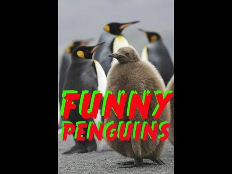 Happy Animals-Wild-Penguins-Happy Funny Problem Solving Penguins