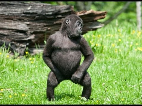 Funny Animals Dancing Compilation with the Best Funny Dancing Animals and Pets