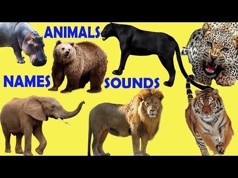 Learning Wild Animals Sounds and Names for childrens in English | funny africa animals