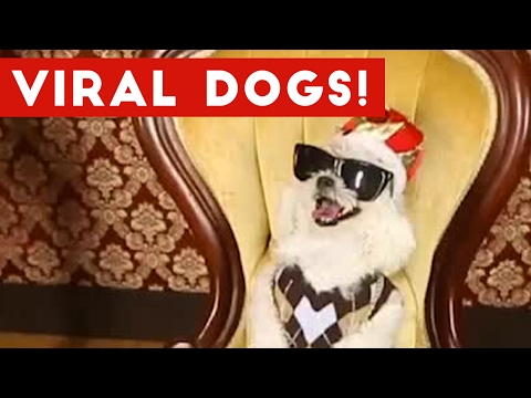 Funniest Viral Dog Videos Weekly Compilation 2017 | Funny Pet Videos