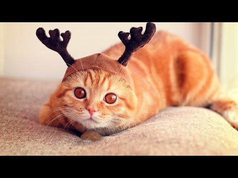 Talented cats – Funny cat Compilation 2017
