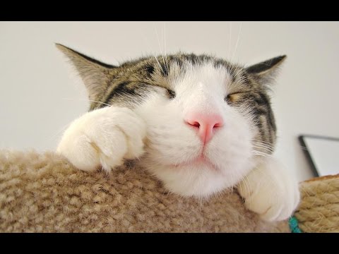 Funny Cat – Funny Cats Compilation 2015 – Top Funny Cats Videos 2015