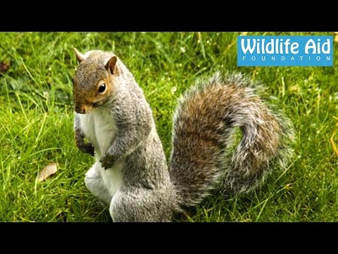 Squirrel terrorizes old lady… Funny Animal Rescue