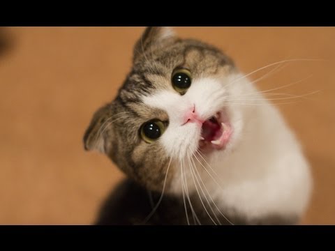 Funny Cats and Kittens Meowing Compilation 2014