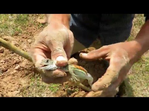 Cambodian curly tailed lizard 2016   Wild  animals Curly Tailed Lizard  Funny Videos   Viral
