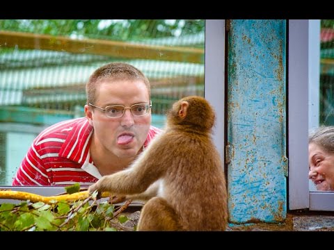 Funny Monkeys At The Zoo / Part 8