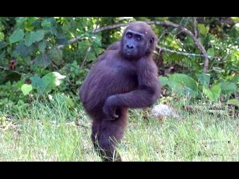 Funny Animals And Cute Animal Videos Compilation 2016