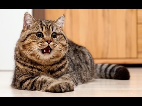 Смешные коты 2017 ТОПовая Подборка. Лучшие Приколы с котами. Funny Cats Complation 2017