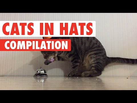 Funny Cats In Hats Video Compilation 2017