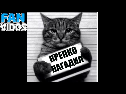 коты приколы с котами смешные коты видео про животных funny cats собаки кот смешные кошки с котами