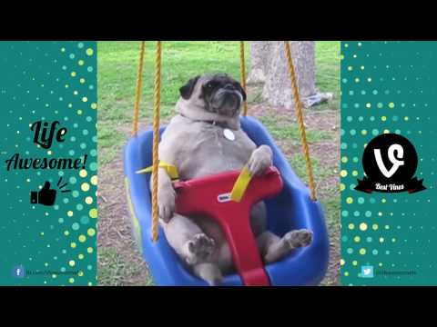 FUNNY DOGS VIDEOS – Funny Cute Dogs Compilation 2017 | by Life Awesome