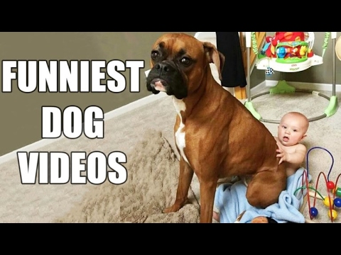 Most Funny Dog – Compilation Videos 2017 – Part1