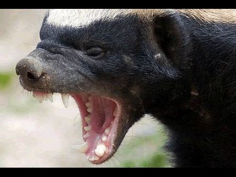 The Honey Badger Invades Mail Factory – When Funny Wild Animals Attack, Wildlife Dangerous Animals
