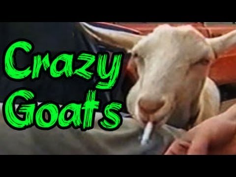 Funny Animals Videos : Funny Animals Compilation: Crazy Goats Gone Wild