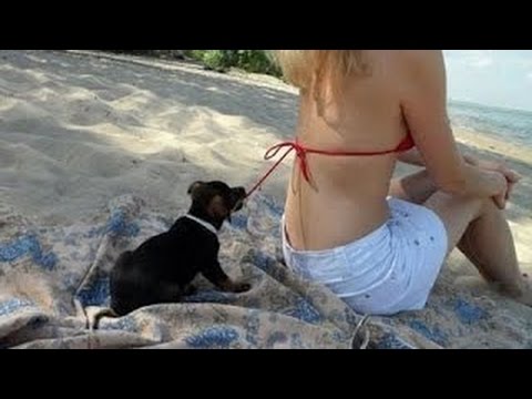 Top 10 Funny Dog Videos in 2017