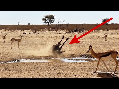 Crazy Wildebeest makes a scene in the desert | Funny & unusual wild animal behavior – Kgalagadi