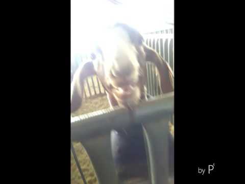 Funny farm animals 2017