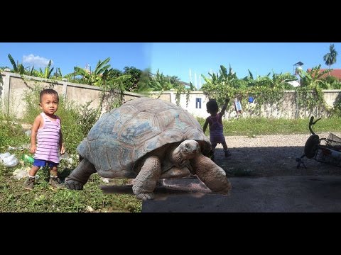 Most funny animals for kids/animals and kid at the zoo