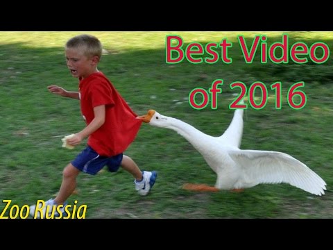 Best Funny Animal Compilation 2016 | Funniest Animal Fails Compilation 2016 | Cute Animals 2016