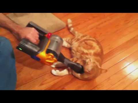 Funny,Cats And Vacuum Cleaners Compilation