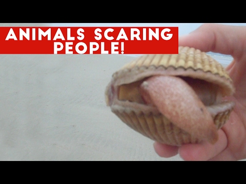 Funniest Animals Scaring People Reactions of 2017 Compilation | Funny Pet Videos