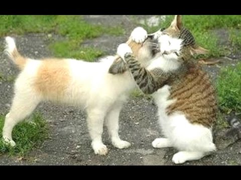 Funny Cats Meeting Cute Puppies Compilation || NEW