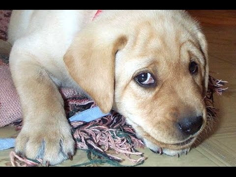 Guilty Dog Videos – A Funny Guilty Dogs Compilation 2015