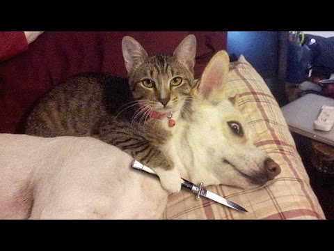 IF YOU LAUGH YOU LOSE CHALLENGE – Cats & Dogs – Who is the funniest to you?