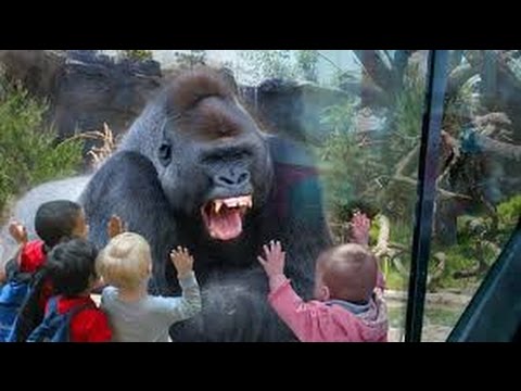Kids and wild animals At The Zoo – Rainforest Animals and African animals