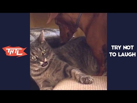 TRY NOT TO LAUGH or GRIN – Funny Cats & Dog Vines