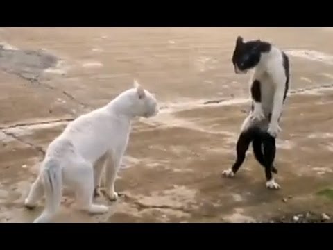 Funny Cats – Compilation